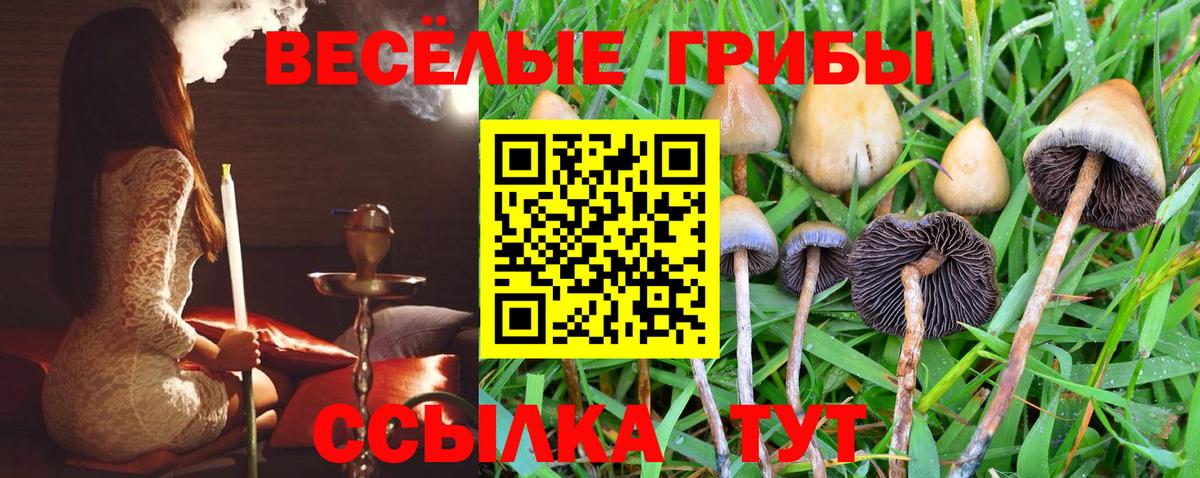 Лысьва  Галлюциногенные грибы Psilocybine cubensis  Вход с VPN 